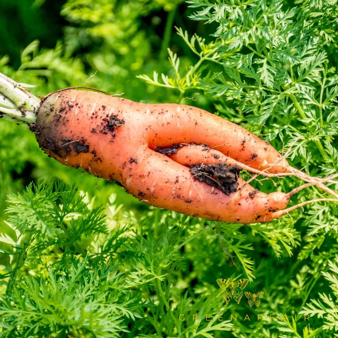 This image features a freshly harvested, misshapen carrot with soil still attached, set against vibrant green carrot foliage in the background. The carrot's unusual shape highlights natural imperfections in homegrown or organic produce, emphasizing sustainability and the beauty of nature. A subtle watermark reading "Greenaffair" is visible, suggesting a focus on eco-friendly or regenerative agriculture practices. Keywords: organic farming, homegrown vegetables, imperfect produce, sustainable gardening, fresh harvest, Greenaffair, regenerative agriculture.
