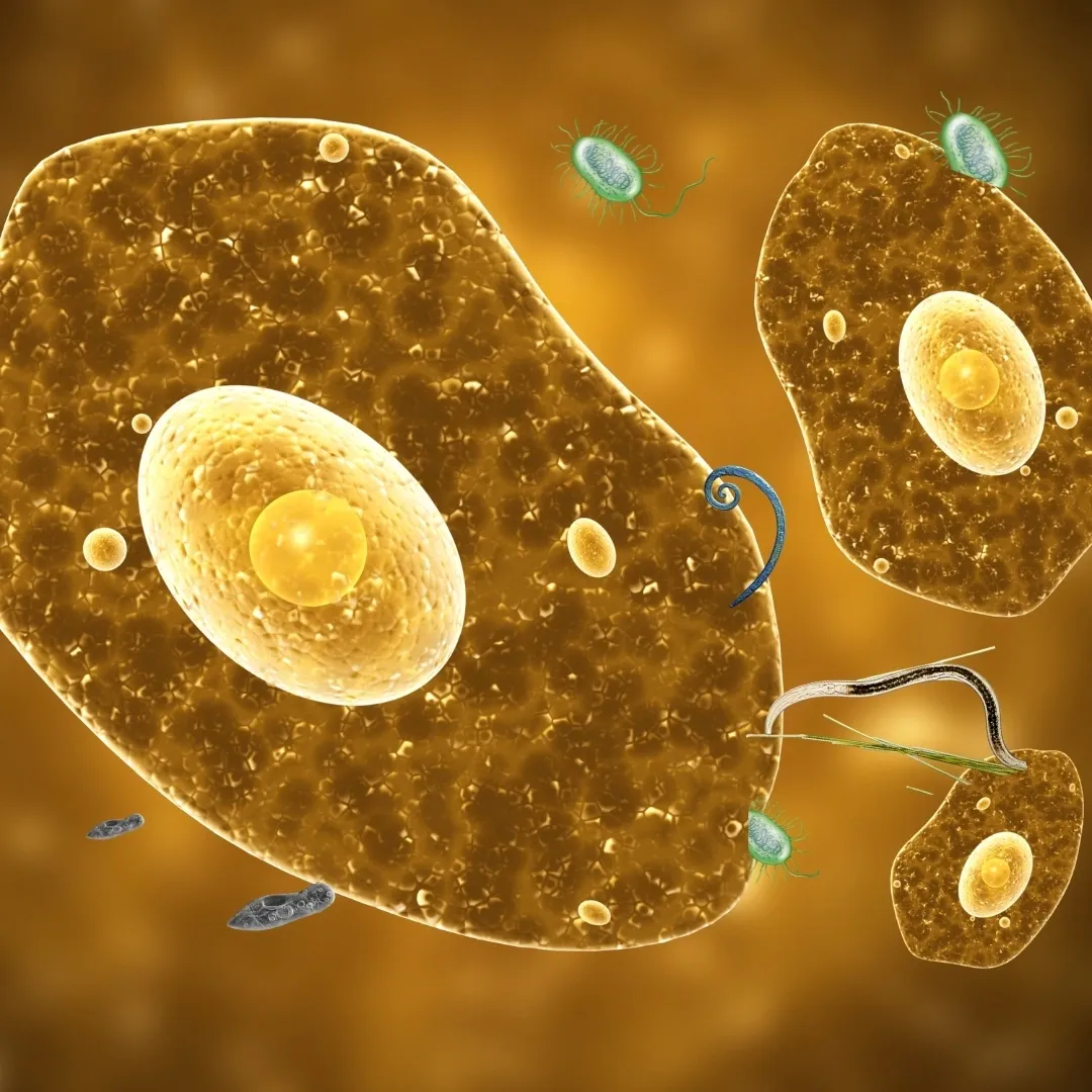 This image is a detailed, artistic visualization of microbial life, showcasing protozoa, bacteria, and nematodes in a soil or aquatic environment. The golden-hued background highlights the cellular structures of protozoa with visible nuclei, surrounded by smaller bacteria and nematodes interacting with the protozoa. The image emphasizes the complexity and diversity of microscopic life, ideal for topics related to microbiology, soil ecosystems, or biological processes.
