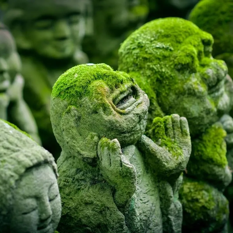 "Nature's Ancient Guardians: Moss, Living Legends of Earth's History. 🌿🕰️"