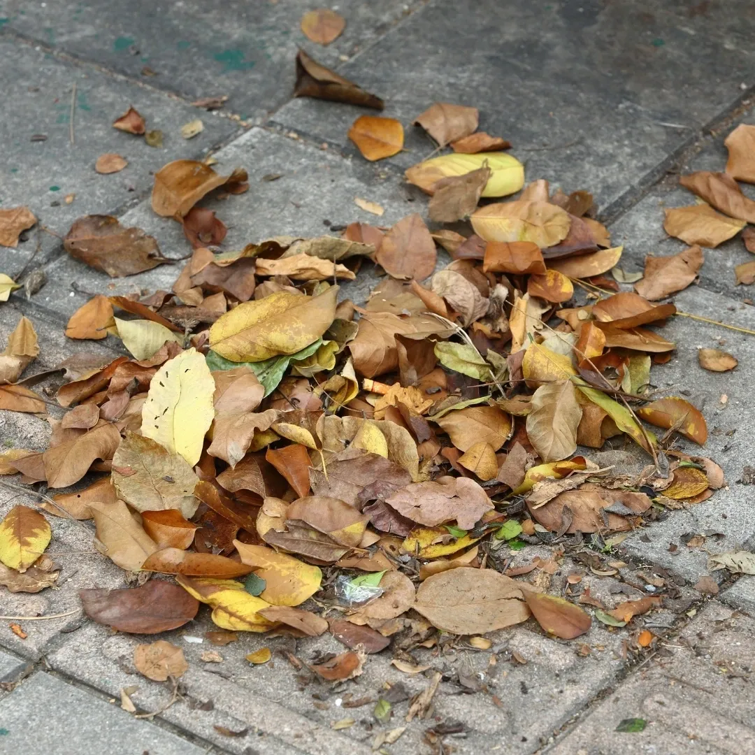 Dry fallen leaves on urban pavement — a natural resource often treated as waste.