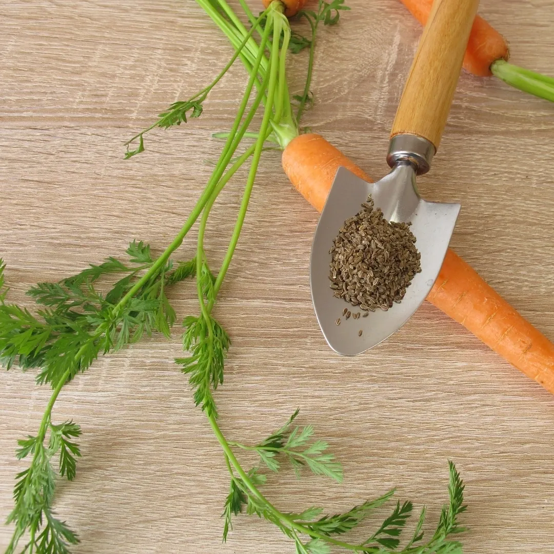 carrot seeds, growing carrots at home