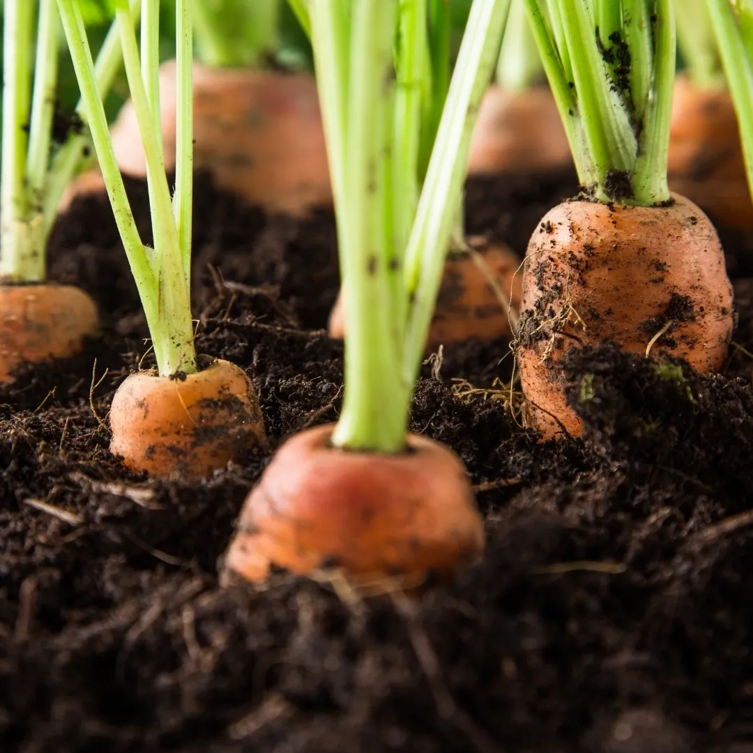 potting mix for carrots, soil for growing carrots, germinating carrot seeds, organically growing carrots