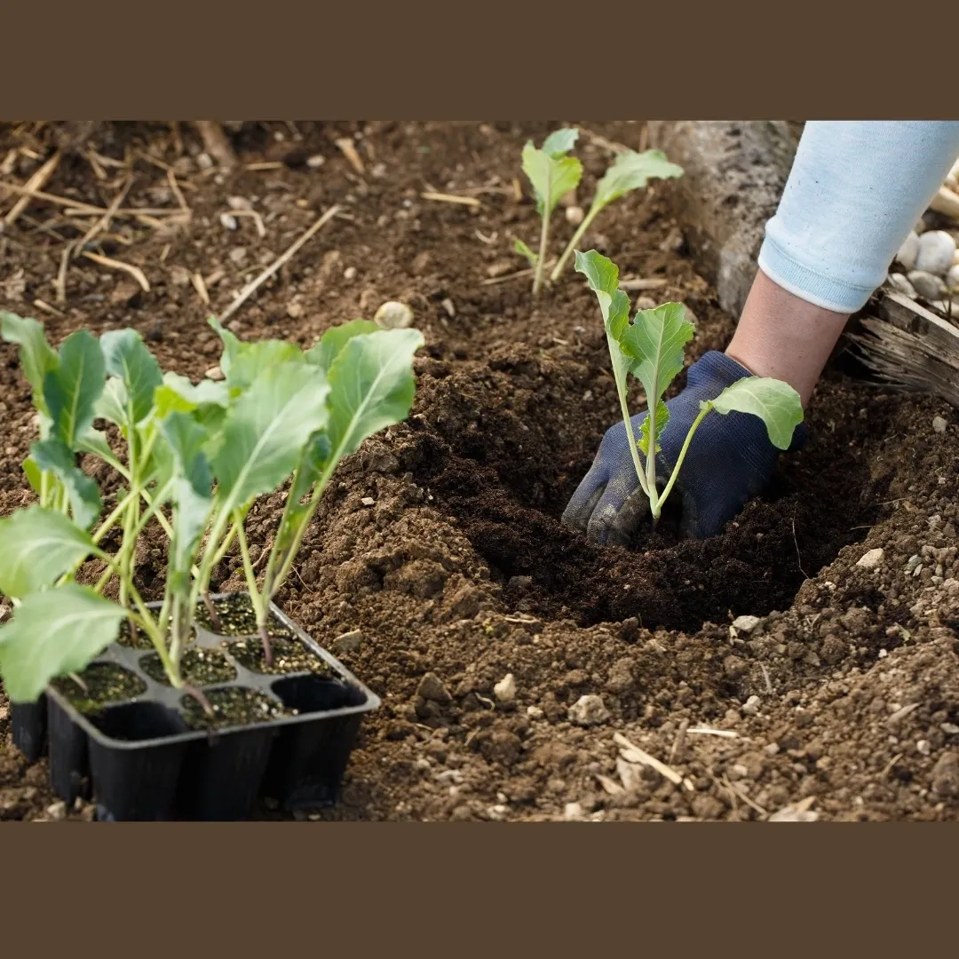 Transplanting cauliflower seedlings.Germinate cauliflower seeds first for better 