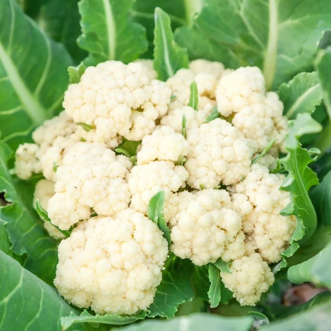 buttoning in cauliflower, blame it on temperature fluctuations