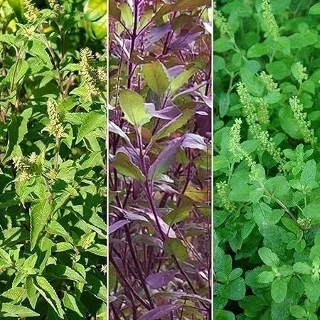  "Dive into the world of Tulsi varieties - Your gateway to holistic wellness! 🌿💚 #TulsiVarieties #HolisticHealth"