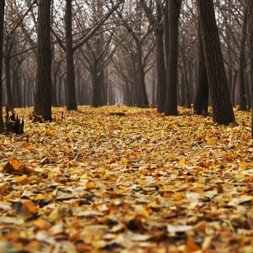 A natural forest floor carpeted with dry autumn leaves