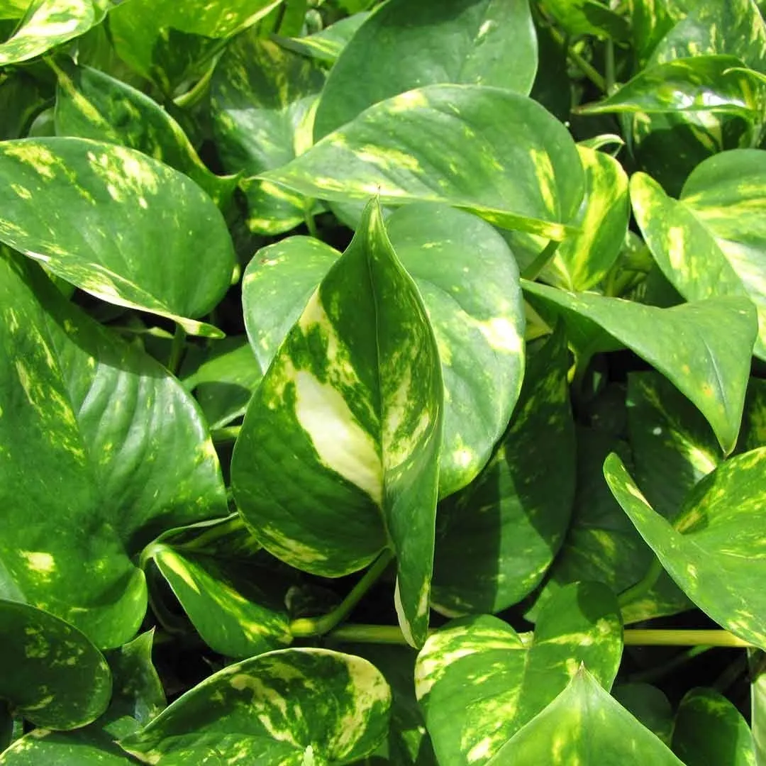  "Money Plant: Symbol of Prosperity & Style! 🌿💰 Invite positive energy with Epipremnum aureum. ✨ #MoneyPlant #ProsperitySymbol"