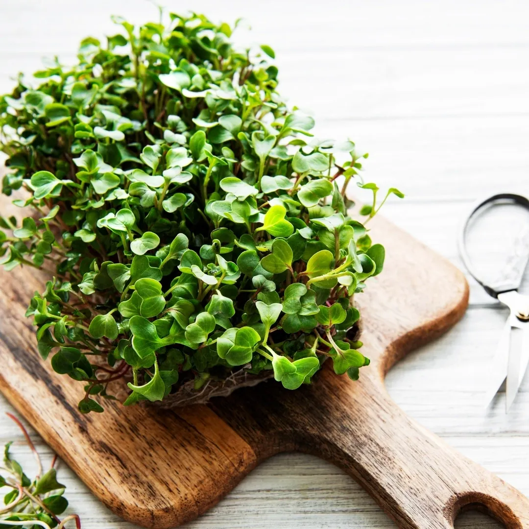 Radish microgreens grow at home, use in salads!