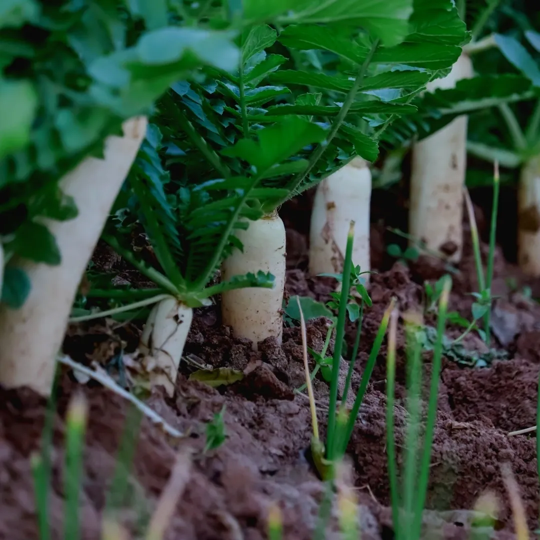 Organic radish grow and eat!