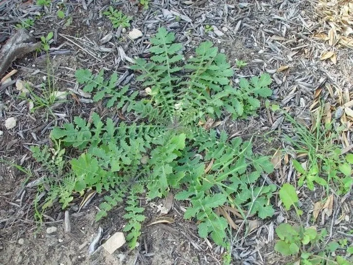 "Discovering the Unexpected Heroes: Embracing Weeds in Organic Gardening! 🌱🌿 #OrganicGardenHeroes #WeedWisdom" "Discovering the Unexpected Heroes: Embracing Weeds in Organic Gardening! 🌱🌿 #OrganicGardenHeroes #WeedWisdom"