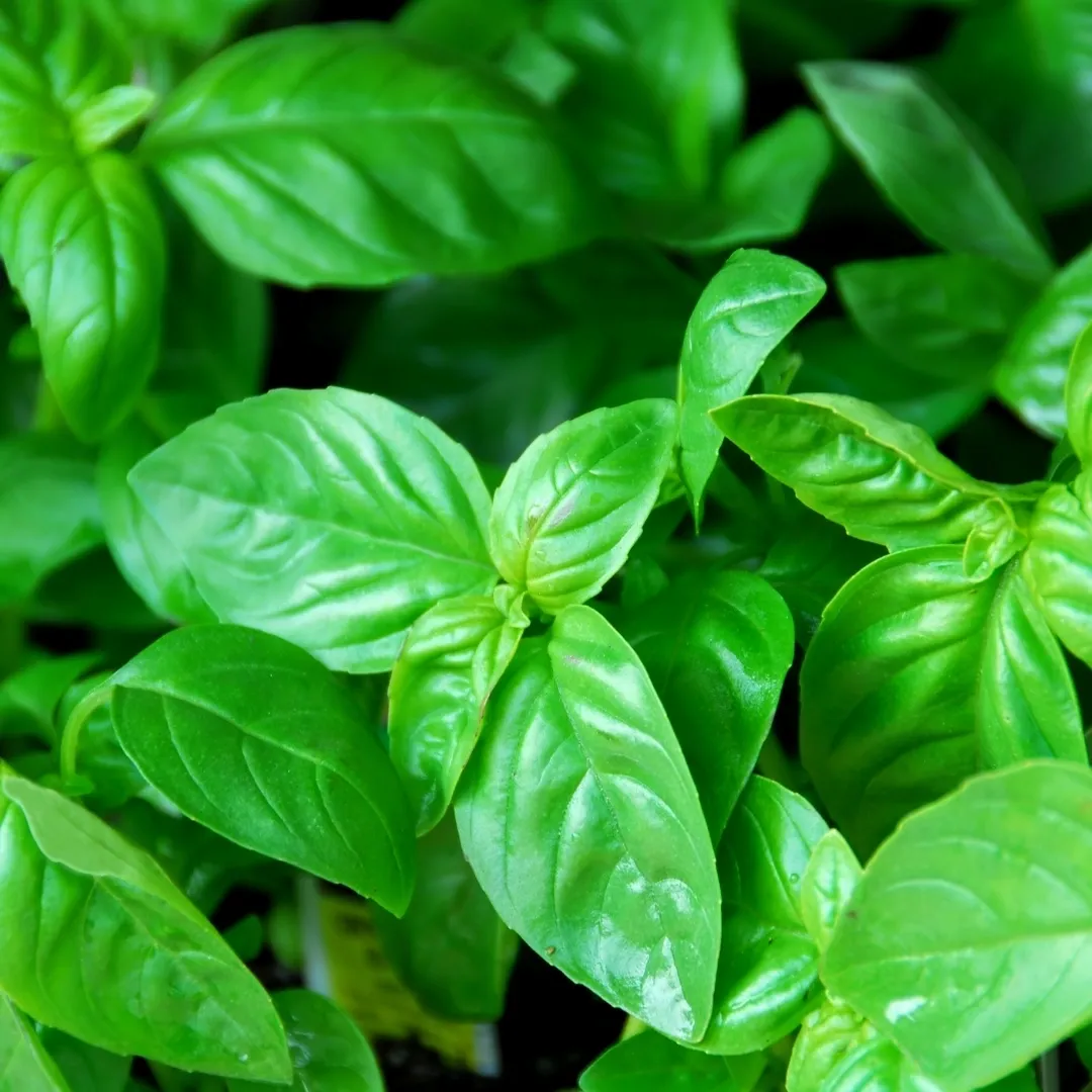 "Unveiling the Herb of Wellness: Basil - Nature's Fragrant Powerhouse! 🌿✨ #BasilMagic #HerbalWellness"