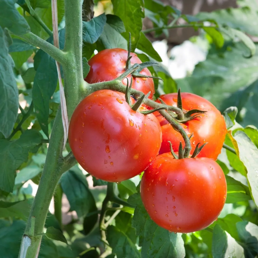 A cluster of ripe, juicy tomatoes hangs from a lush, green plant, with droplets of water glistening on their smooth surfaces. The vibrant colors of the tomatoes stand out against the backdrop of the plant's leaves, making for a beautiful and appetizing sight. A cluster of ripe, juicy tomatoes hangs from a lush, green plant, with droplets of water glistening on their smooth surfaces. The vibrant colors of the tomatoes stand out against the backdrop of the plant's leaves, making for a beautiful and appetizing sight.