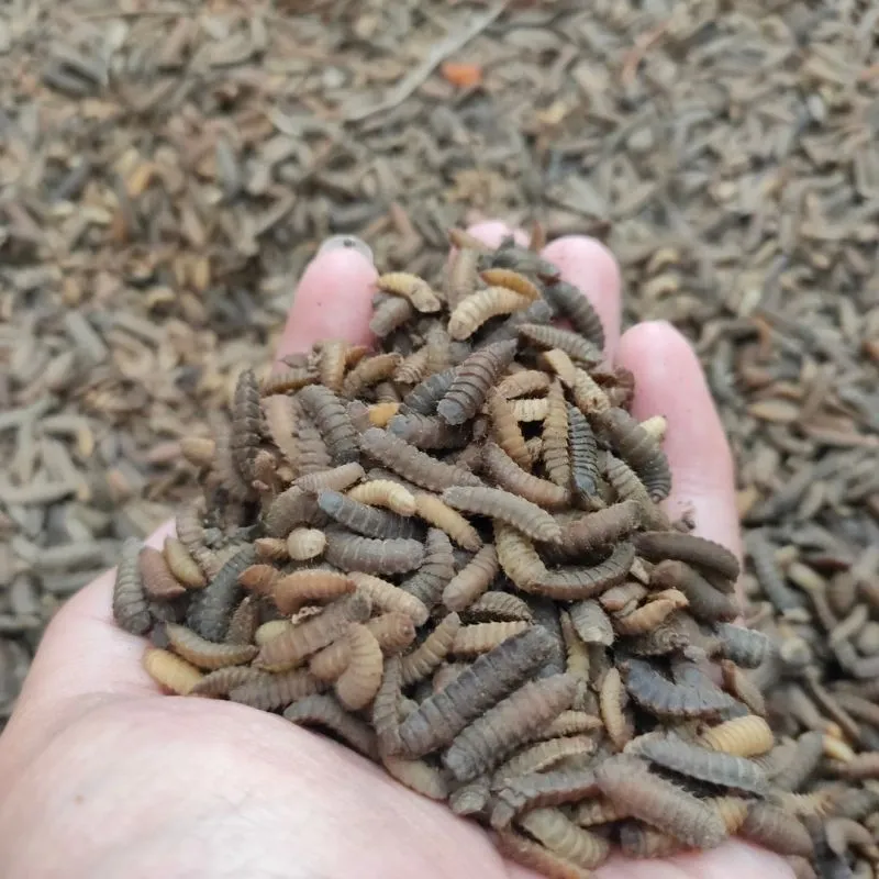 "Unveiling the Unsung Heroes: How Maggots Contribute to Nature's Cleanup and Renewal. 🐛🌱 #EcosystemRecyclers #Biodiversity #Sustainability"