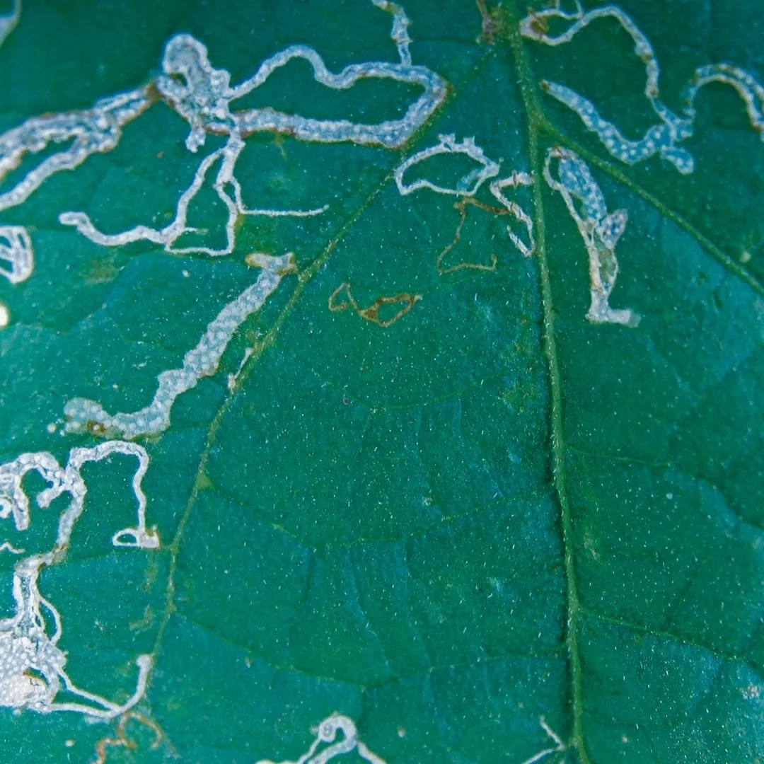  "Exploring the world of #LeafMiners, nature's tiny architects who craft unique leaf patterns while weaving a delicate balance in our ecosystem. 🍃🐛 #InsectWonders #EcoSystemArtistry"