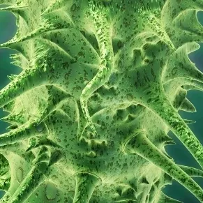 Microscopic Marvels and Misconceptions 📷📷 #Bacteria101"