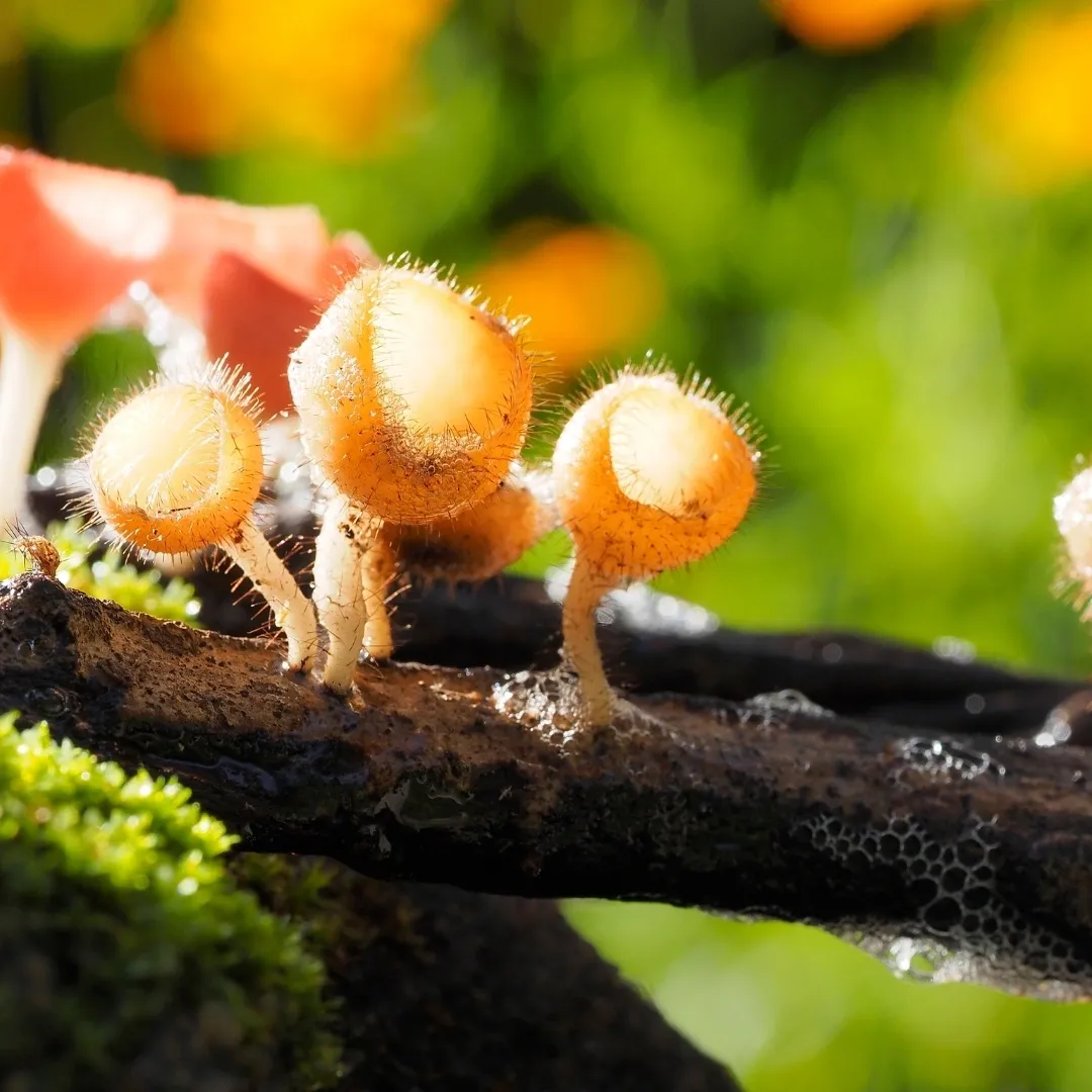 Nature's Hidden Treasures 🍄🌱 FungiFascination"