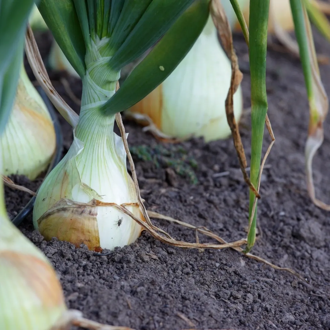 "Discover the beauty and abundance of freshly harvested onions grown using permaculture principles. These nutrient-rich onions are a testament to the benefits of sustainable and organic gardening practices. By prioritizing soil health, water conservation, and companion planting, we can grow delicious and healthy produce while minimizing our environmental impact. Join us in cultivating a bountiful and sustainable garden with permaculture techniques."