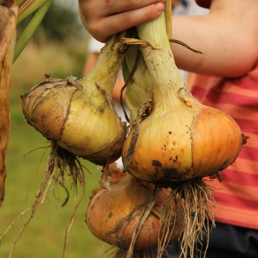 "Here is an image of onions freshly harvested from an organic and sustainable garden. These onions have been grown using permaculture principles, including crop rotation, companion planting, and soil health. With proper care and attention, onions can be a flavorful and nutritious addition to any meal. By choosing sustainable and eco-friendly gardening practices, we can contribute to a healthier planet and a more resilient food system."