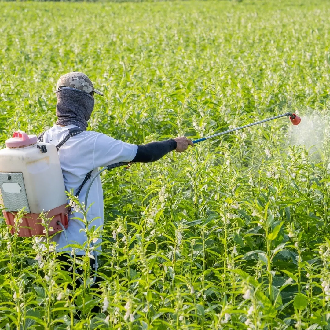 Unmasking pesticides in our food: A closer look at the risks Unmasking pesticides in our food: A closer look at the risks