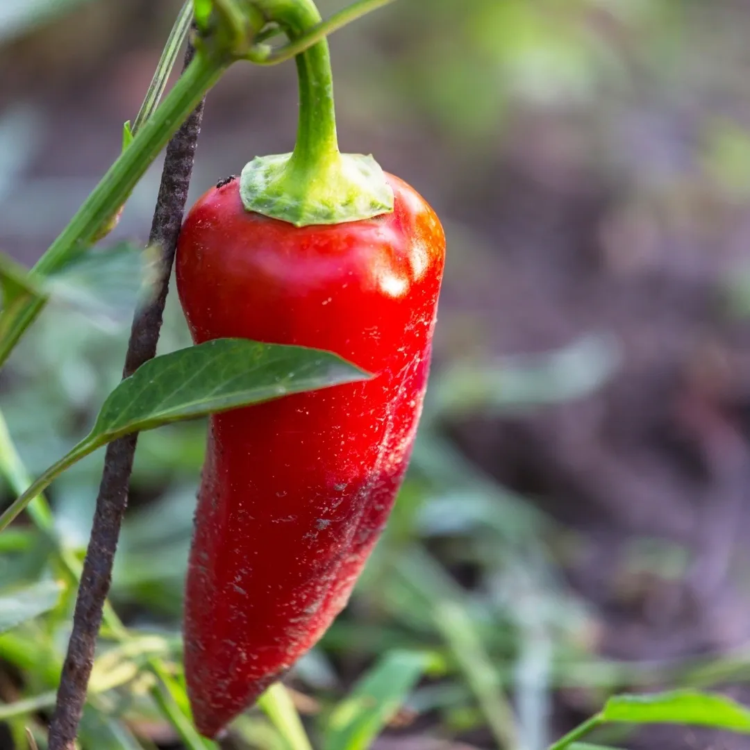 The image features a close-up of a pepper plant with several green bell peppers hanging from its branches. The plant is positioned against a blurred background of other plants and foliage. The peppers are varying in size and are hanging from the plant in different directions. The leaves of the plant are green and glossy, and there are small white flowers visible on some of the branches. The overall scene conveys the beauty and abundance of a healthy pepper plant in a garden or agricultural setting.