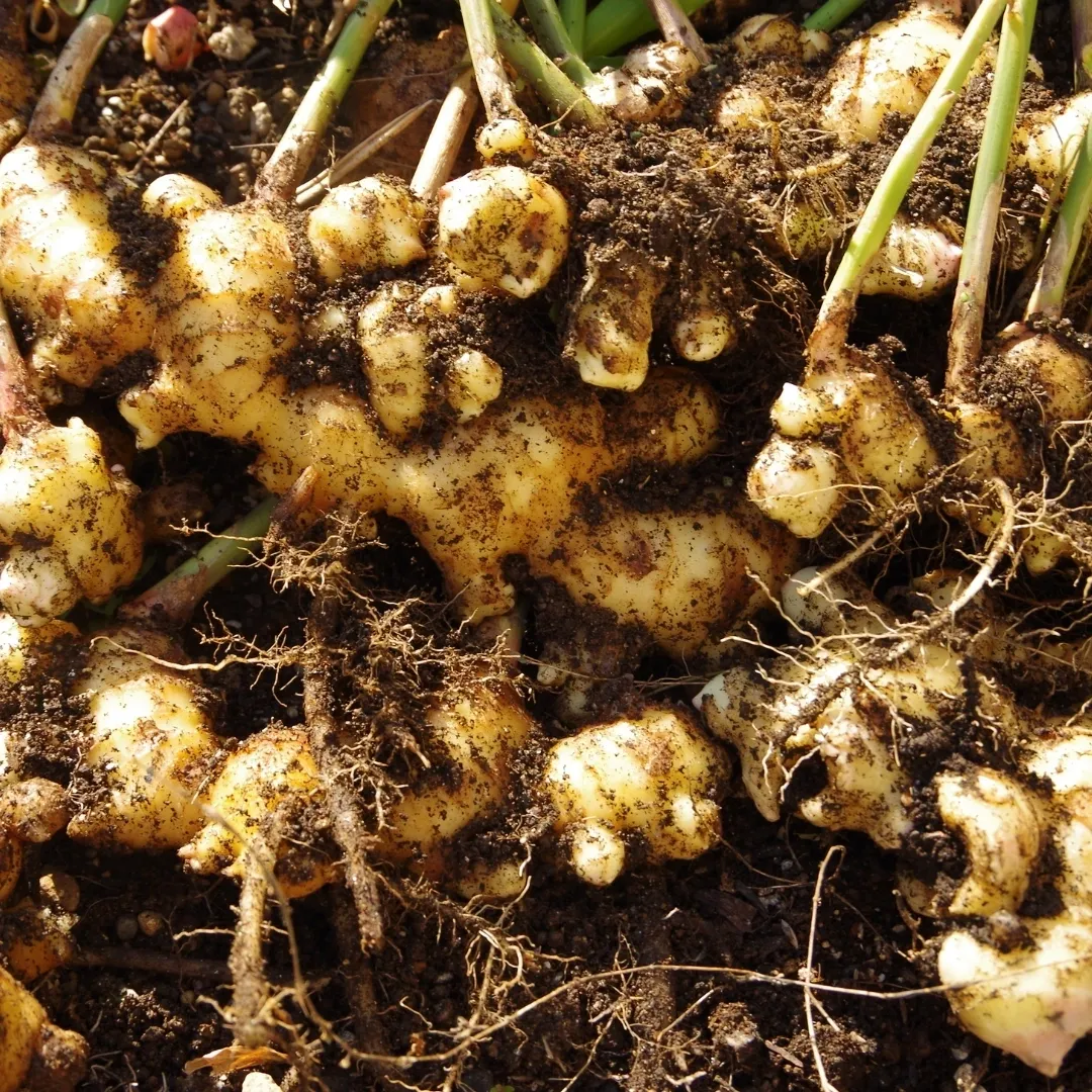 The image features a close-up view of a pile of freshly harvested ginger roots. The ginger roots are beige-colored and have a knobby, irregular shape. They are arranged haphazardly in the pile, with some roots jutting out at odd angles. The fibrous texture of the ginger roots is visible in the image, as well as small, wispy root hairs that protrude from some of the roots. The overall scene conveys the abundance and natural beauty of freshly harvested ginger, which is widely used as a flavoring and medicinal ingredient in many cuisines around the world. Whether you're a ginger farmer or a consumer interested in the source of your food, this image provides a glimpse into the vibrant colors and textures of this versatile root.