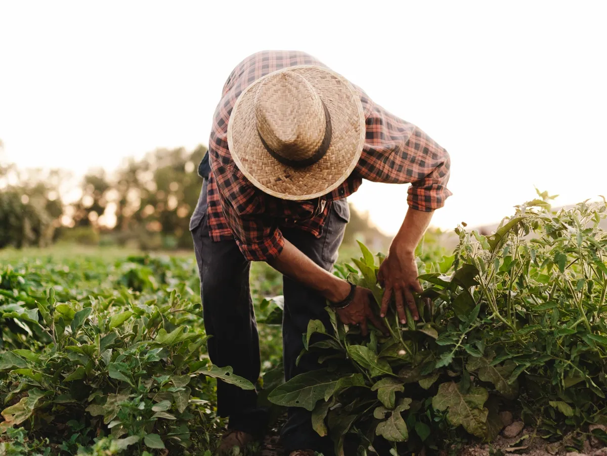High-quality harvest
