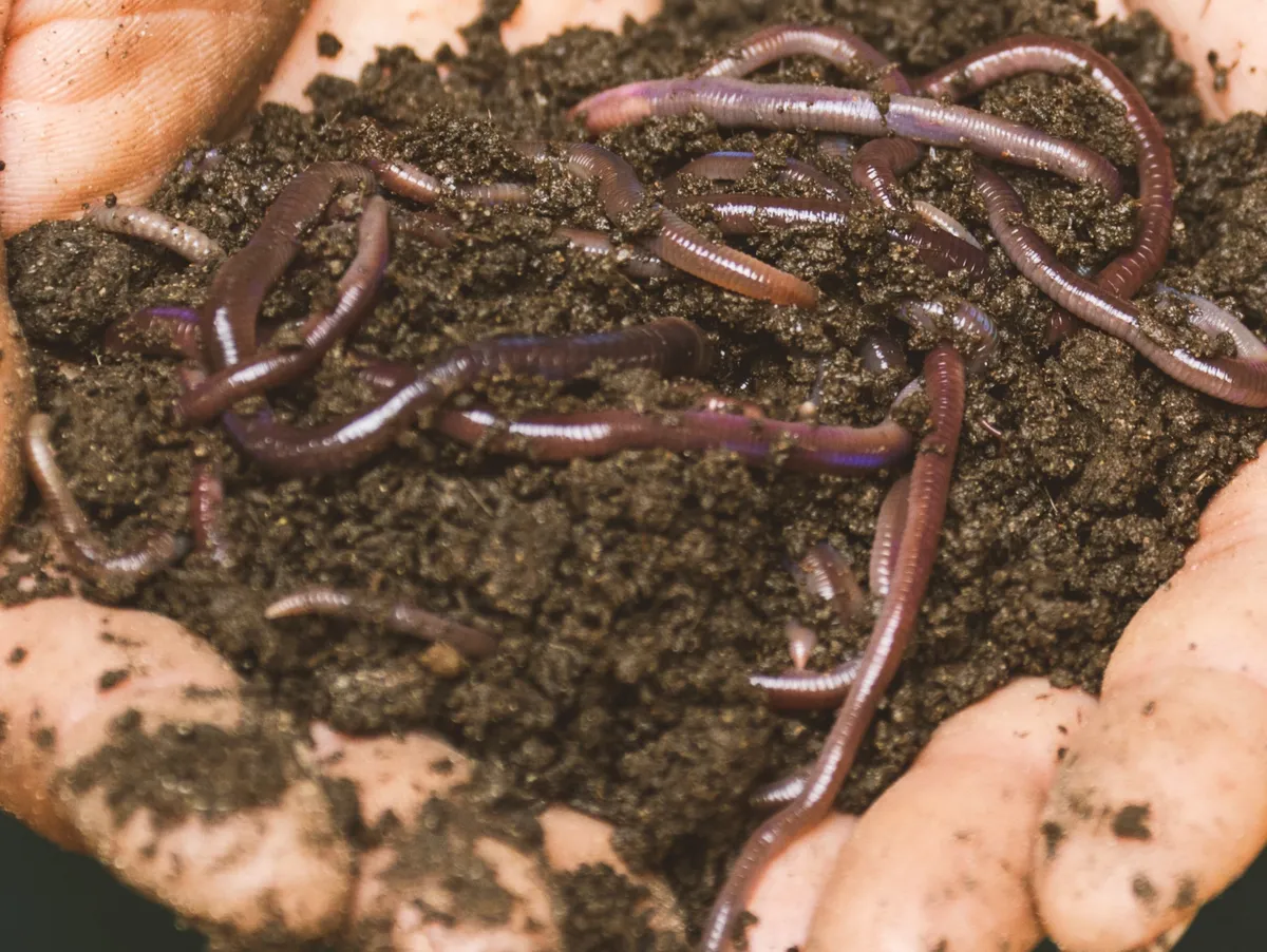 High-quality harvest